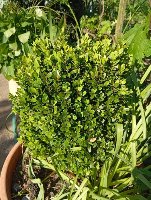 Buxo jardim de 10 a 20€