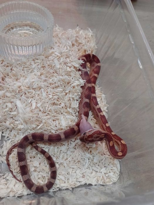 Wąż zbożowy nr 2 Motley SAMIEC- sklep terrarystyczny ANIMALE