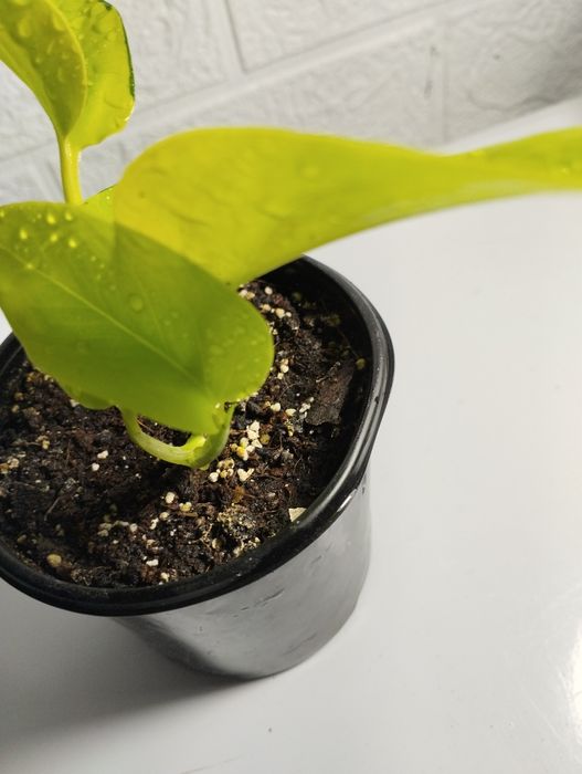 Епіпремнум лаймм