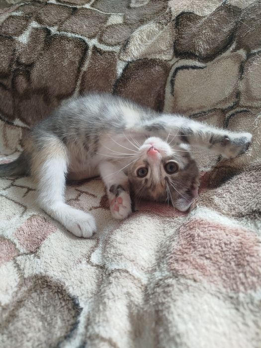 Віддамо кошенят у добрі руку