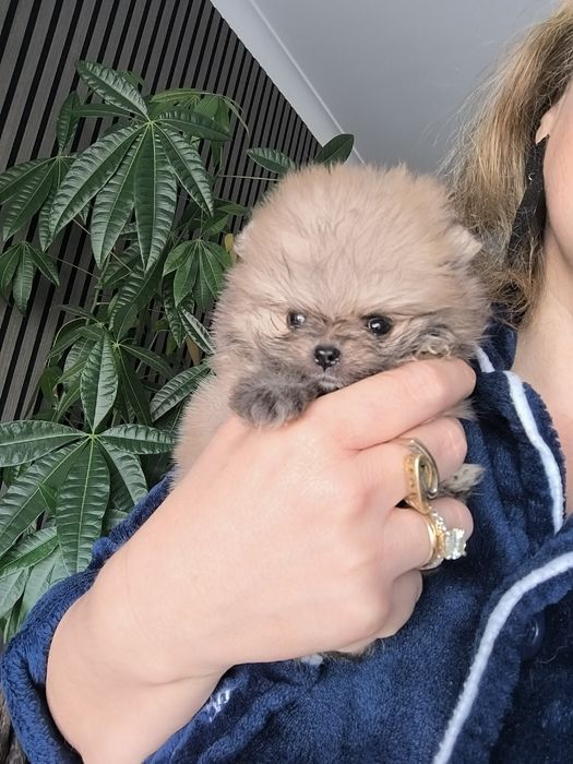 Spitz Anão.Lulu da Pomerânia.  Coreano.Super Mini Lop e Afixo.Perfeito