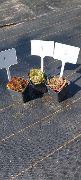 Rojniki i rozchodniki