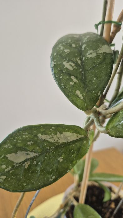 Hoya Hoja  Carnosa  Wilburgraves