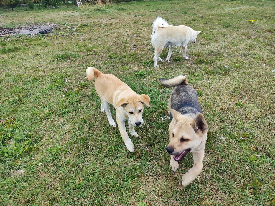 Luna, hybryda Akita inu + labrador