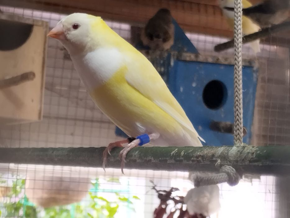 Diamantes Gold de várias cores