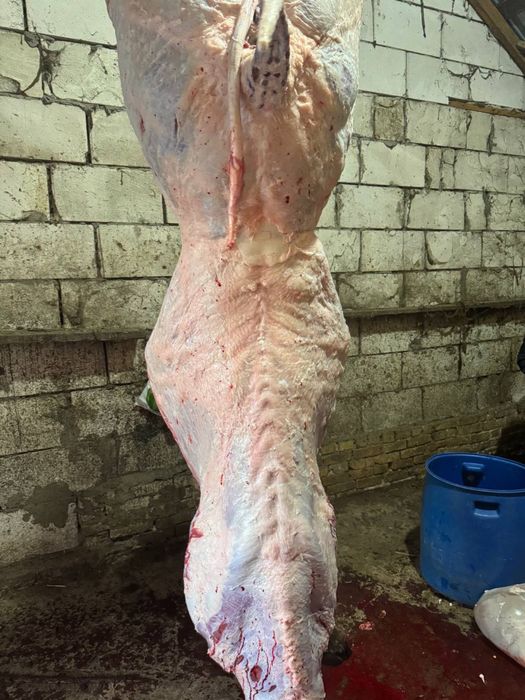 Бик бичок халяль телята(210 грн