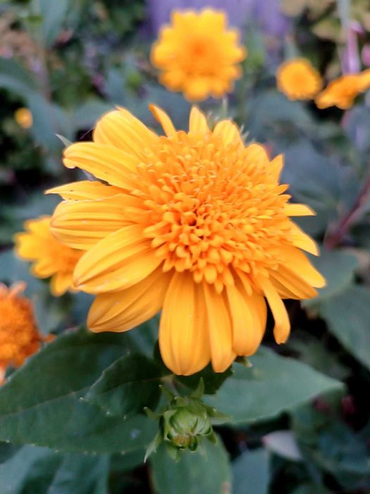 Молочай Сонечко,прунела, геліантус, ліхнес корончатий