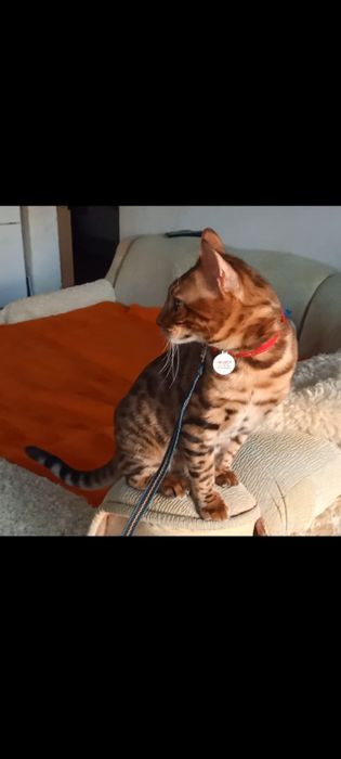 Продам бенгальского чистокровного мальчика