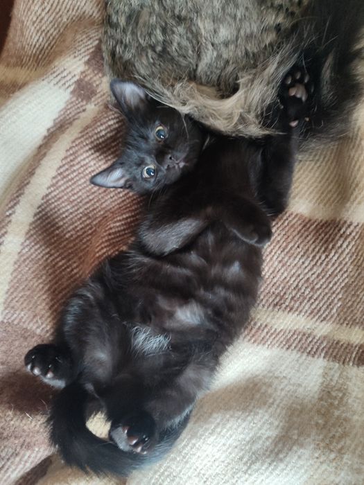 Кошенята в надійні руки