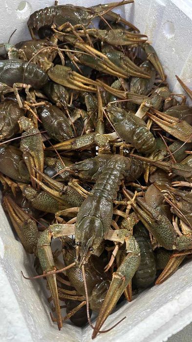 Raki błotne do Oczka Pakiet 10 samic z jajkami  Świadectwo zdr