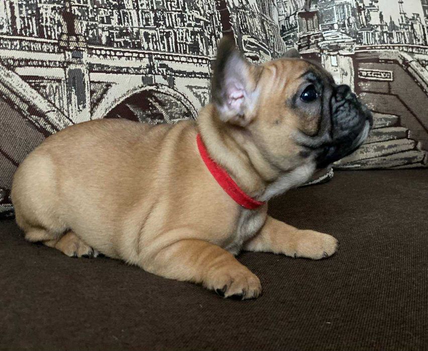 Французькі бульдоги з документами КСУ-FCI