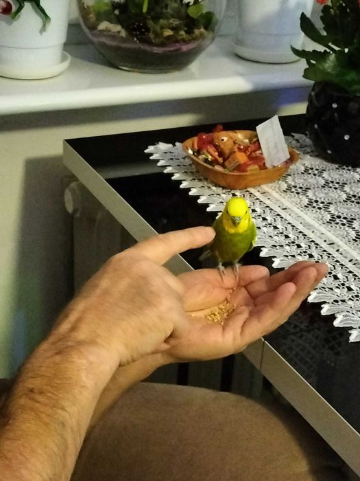 Papuga falista z klatką