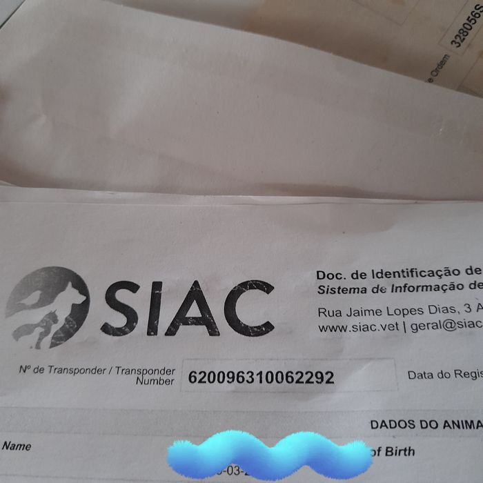 Cachorrinho porte pequeno