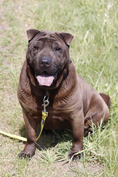 shar-pei suczka szuka domu