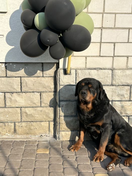 Єлітний кабель ротвейлера
