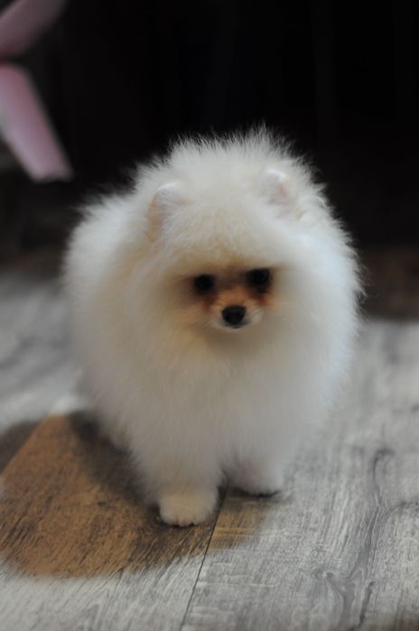 Міні VIP ведмедики