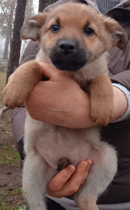 Цуцентяка шукають дім