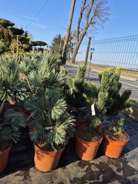 Iglaki miniaturowe , iglaki szczepione na pniu.