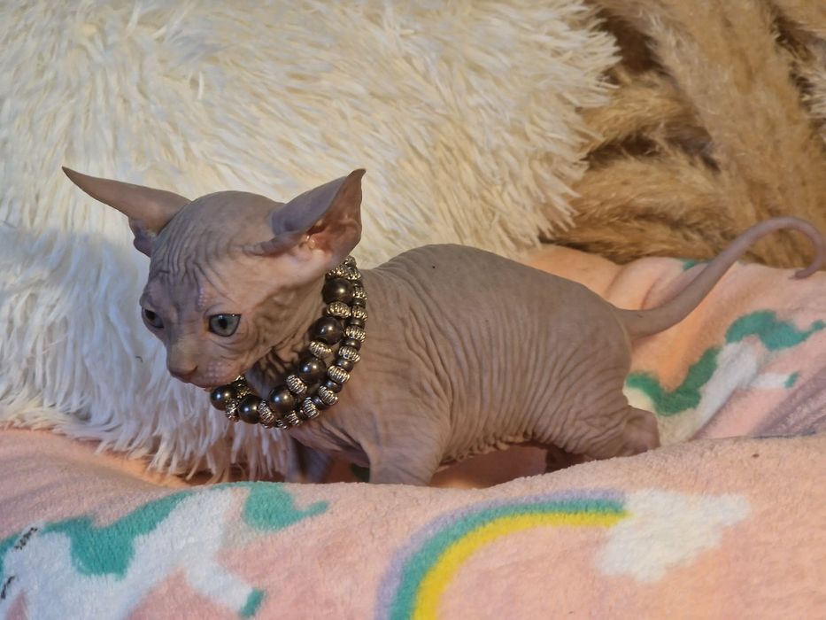Mour-a-Mour Canadian sphynx