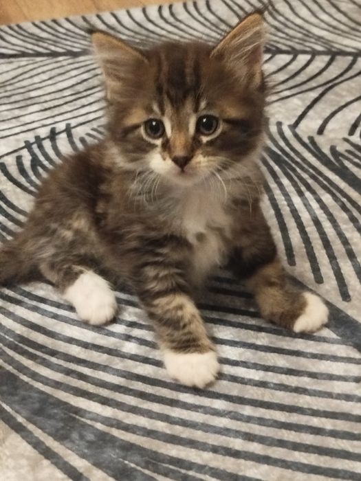 Kotki Maine Coon