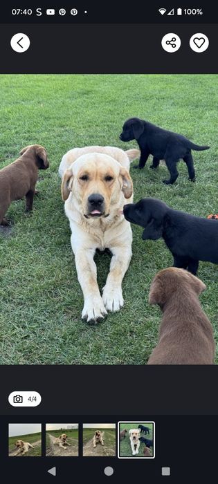 Labrador retriever suczka z rodowodem GOTOWA DO ODBIORU
