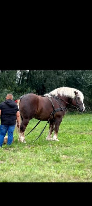 Ogier zimnokrwisty w typie sokólskim