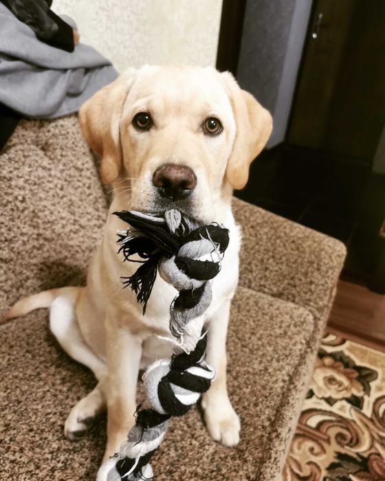 В'язка лабрадора