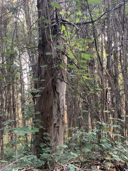 Vendo madeira em pé, bons acessos!