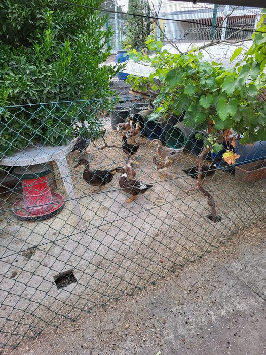 Vendo patos já grandes