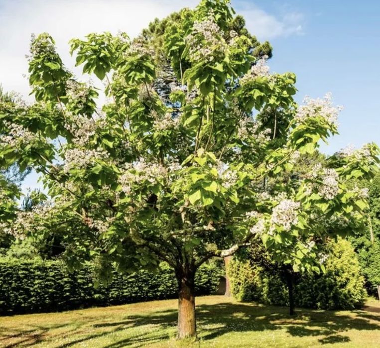 Catalpa arvore.