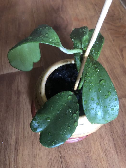 Хойя керри вьющееся красивоцветущее ароматное комнатное растение