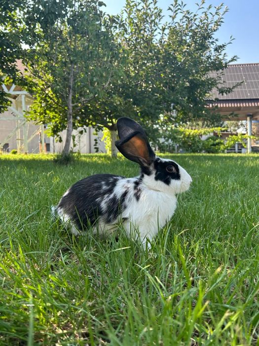 Кролики "Бабочка" и "Полтавской серебро"