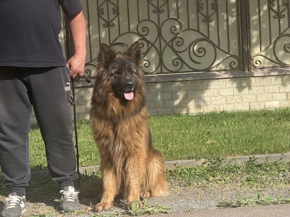 Довгошерстний неймовірний кобель