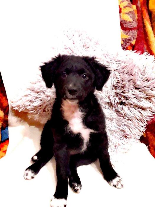 Шеня ксоло (Xoloitzcuintli) в шерсті