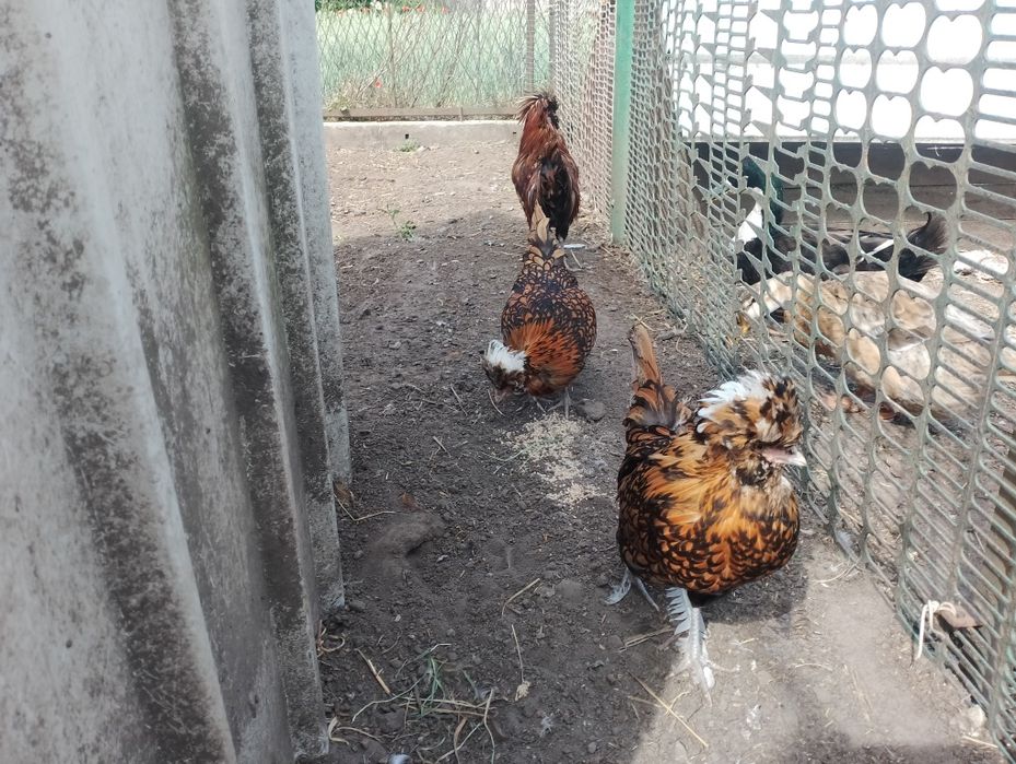 Ptaki czubatki brodate kogut