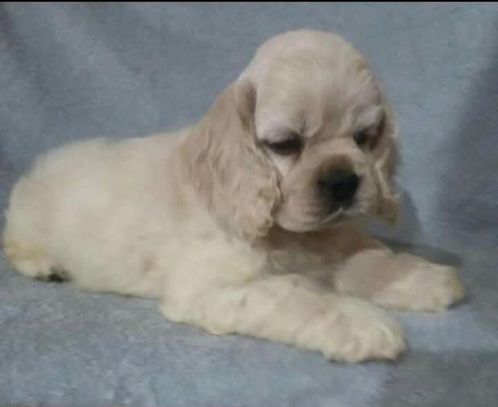 Super Cocker Spaniel
