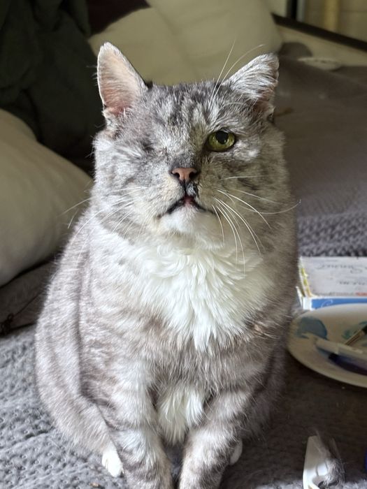 Kochany Lituś szuka domku