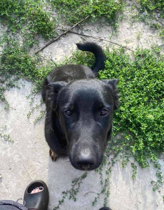 Метис вівчарки Джонні в добрі руки!