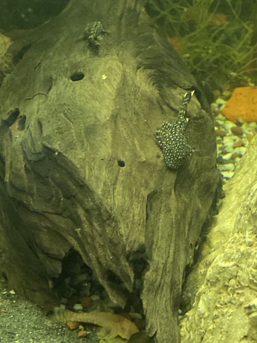 Ancitrus albino glonojad zbrojnik zloty i czarny narybek