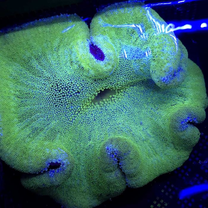 Ukwiał dywanowy Stichodactyla tapetum XL koralowiec Kingdom of Corals