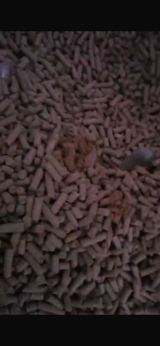 Pellet z łuski pszenicy