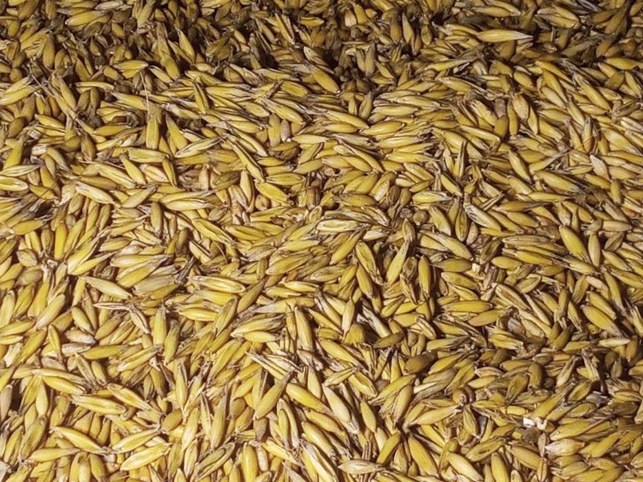 Sprzedam mieszankę zbożowe