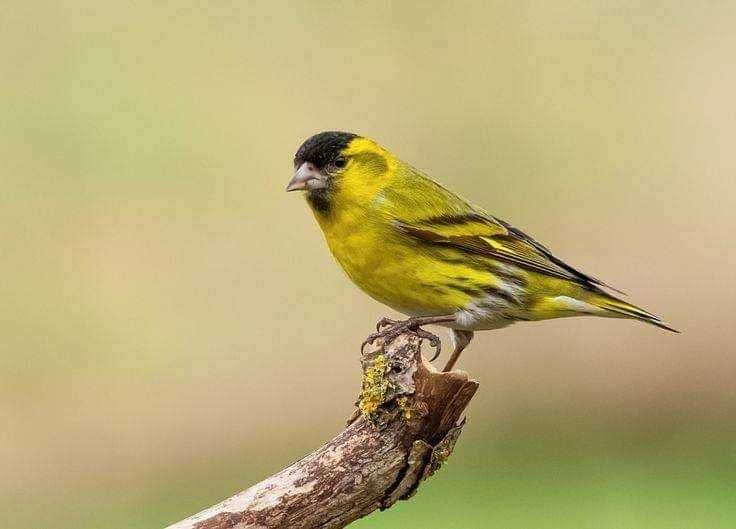 Casal Aves (varias aves)