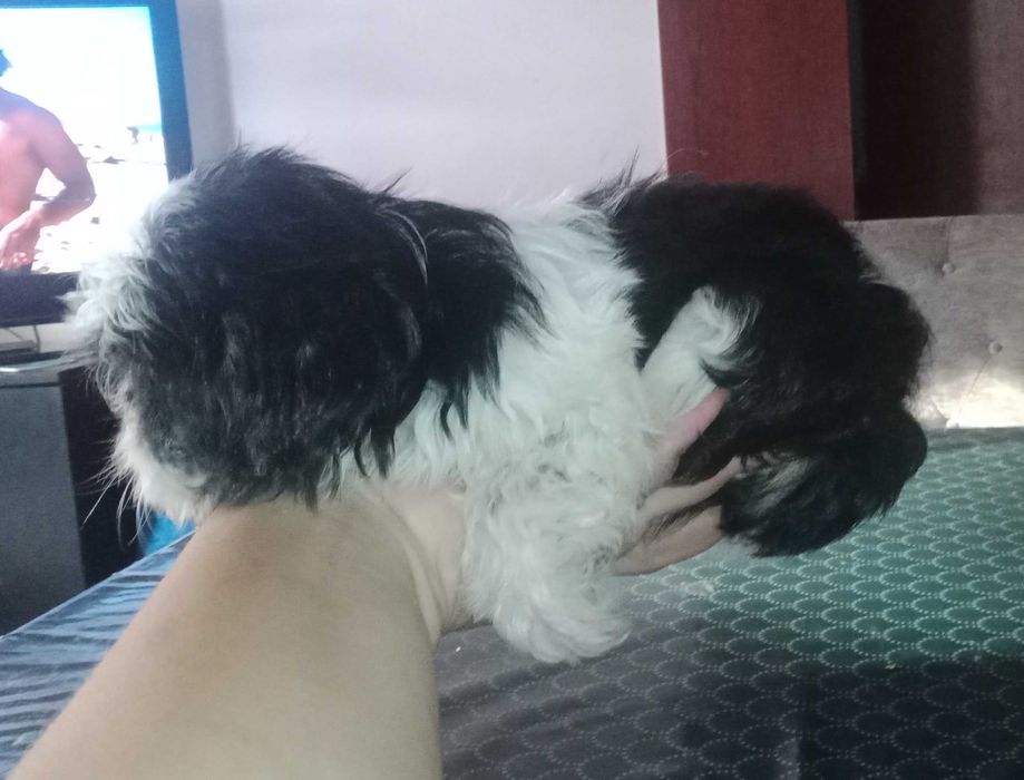 shih-tzu fêmea com LOP (pedigree)