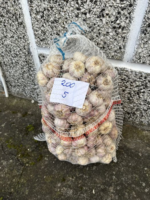 CZOSNEK wiązka 10szt