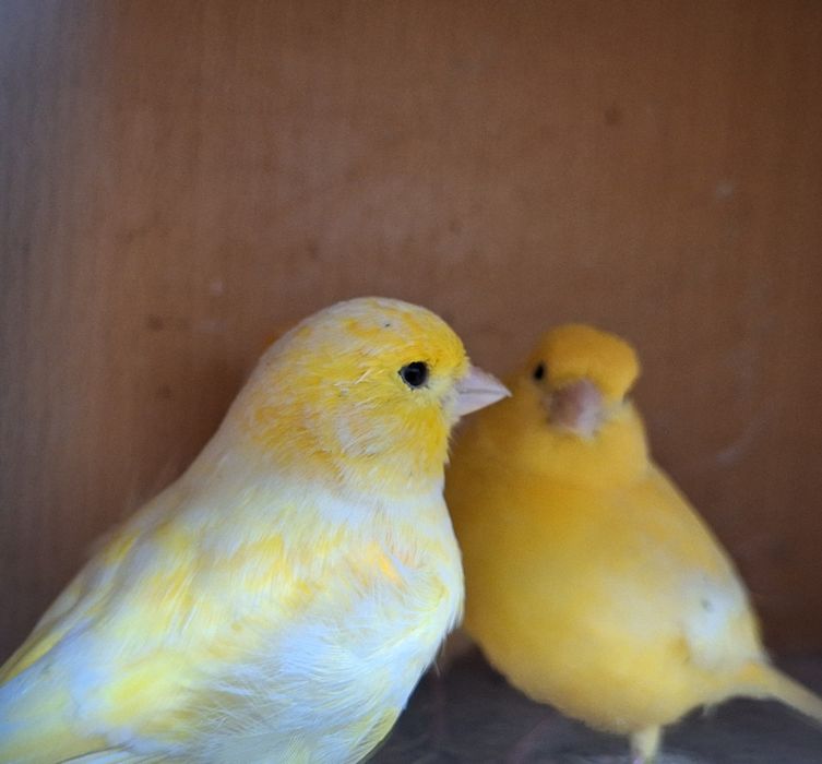 Kanarki samiczki 2024r. I 2025r
