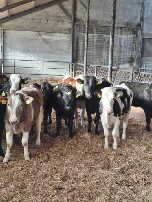 Odsadki jałówki do howu