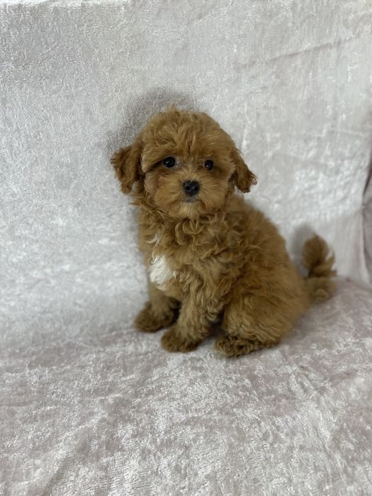 Мальтіпу Міні — готовий до переїзду!