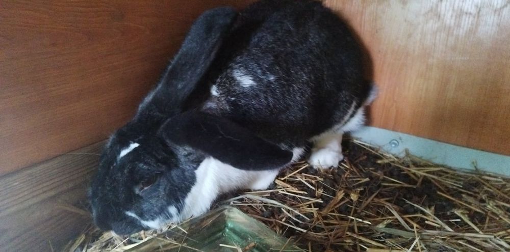 Króliki hodowlane , samice