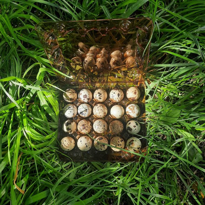 Інкубвційне перепелине яйце